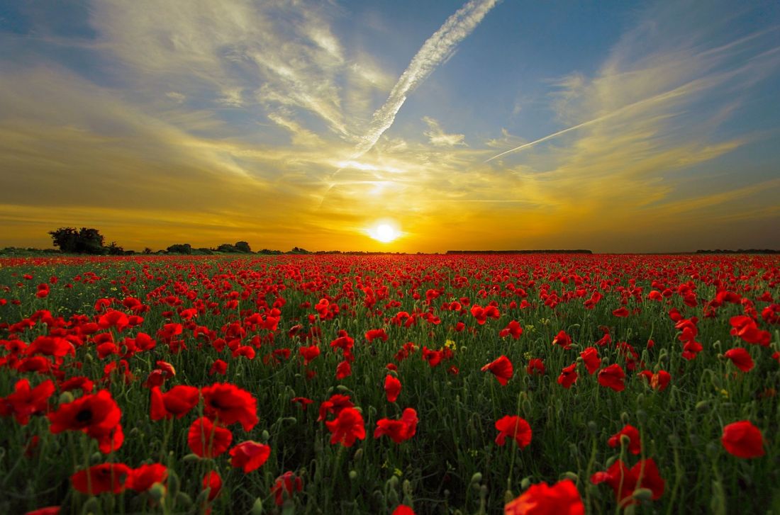 Le coquelicot : la fleur symbolique du Dieu Hypnos